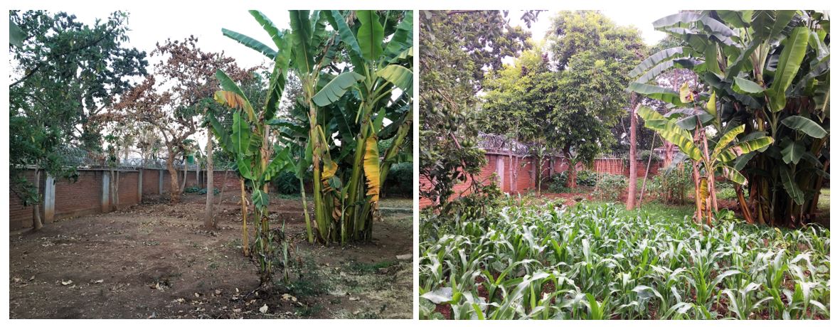 1. Before and After Yard